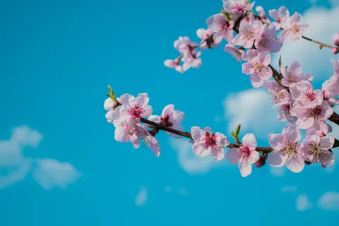 Fond d'écran Fleurs de cerisier 4K · nature · 3840×2560