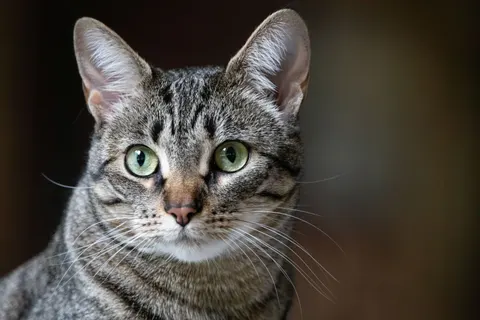 خلفية قطة بدقة 4K · animals · 3840×2560