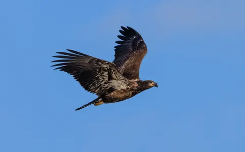 Adler 4K Hintergrundbild · animals · 3840×2390