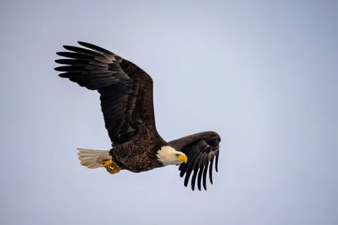 Sfondo Aquila 4K · animals · 3840×2560