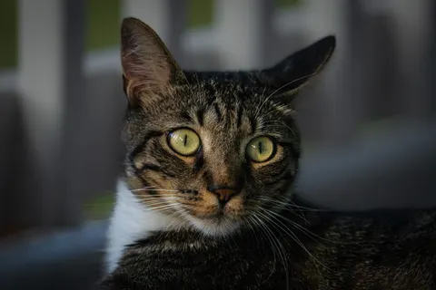 Fondo de pantalla Gato 4K · animals · 3840×2560