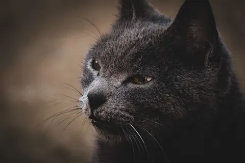 猫咪 4K壁纸 · animals · 3840×2560