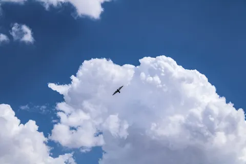 والپیپر عقاب با کیفیت 4K · animals · 3840×2560