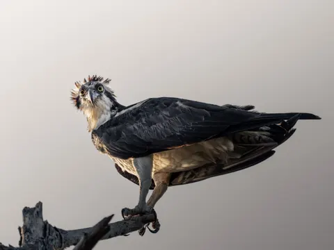 والپیپر عقاب با کیفیت 4K · animals · 3840×2880