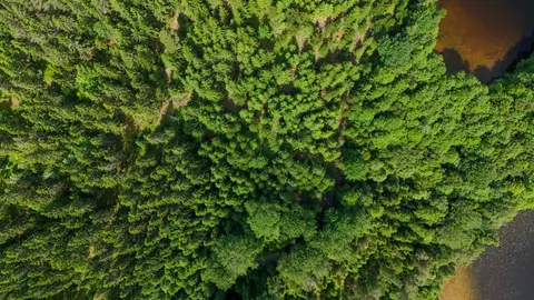 Aerial Forest 4K Wallpaper · aerial · 3840×2160