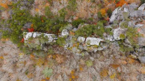 हवाई जंगल 4K वॉलपेपर · aerial · 3840×2160