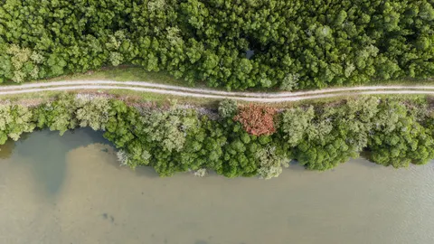 Aerial Forest 4K Wallpaper · aerial · 3840×2160