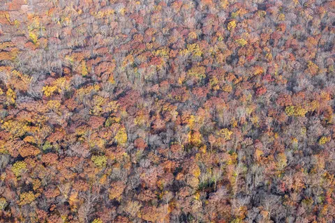Aerial Forest 4K Wallpaper · aerial · 3840×2560