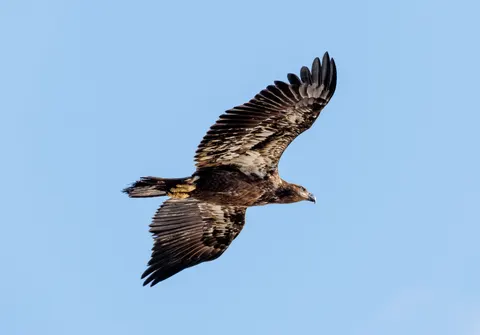 Kartal 4K Duvar Kağıdı · animals · 3840×2680