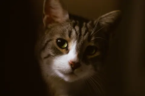 Cat 4K Wallpaper · animals · 3840×2560