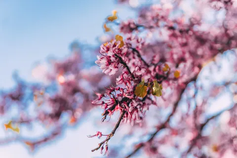桜 4K壁紙 · nature · 3840×2560