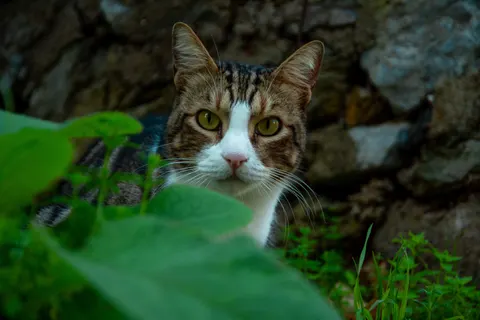 Fondo de pantalla Gato 4K · animals · 3840×2560