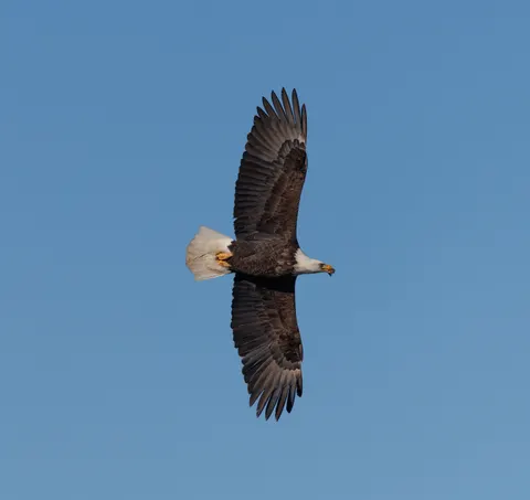 والپیپر عقاب با کیفیت 4K · animals · 3840×3619