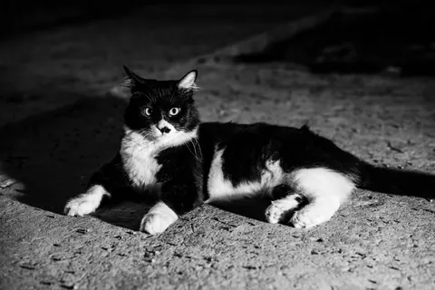 Cat 4K Wallpaper · animals · 3840×2560