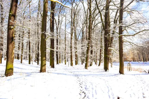 Snowy Forest 4K Wallpaper · winter · 3840×2560