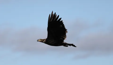 Eagle 4K Wallpaper · animals · 3840×2213