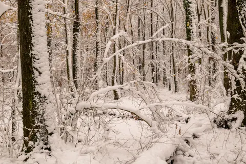 Snowy Forest 4K Wallpaper · winter · 3840×2560