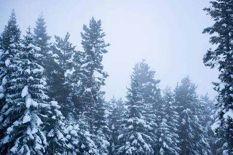 Snowy Forest 4K Wallpaper · winter · 3840×2560
