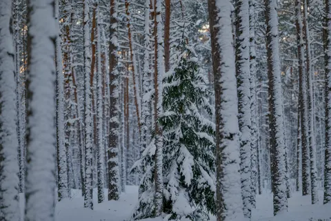 Snowy Forest 4K Wallpaper · winter · 3840×2560