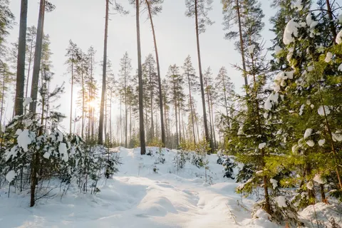 Snowy Forest 4K Wallpaper · winter · 3840×2560
