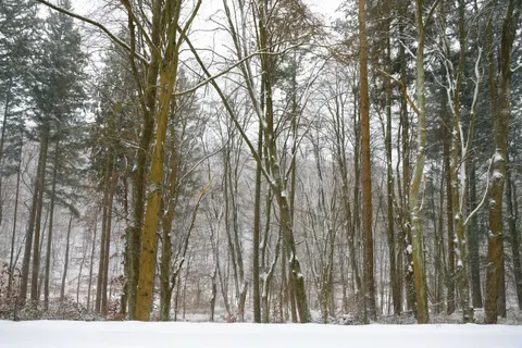 Snowy Forest 4K Wallpaper · winter · 3840×2560