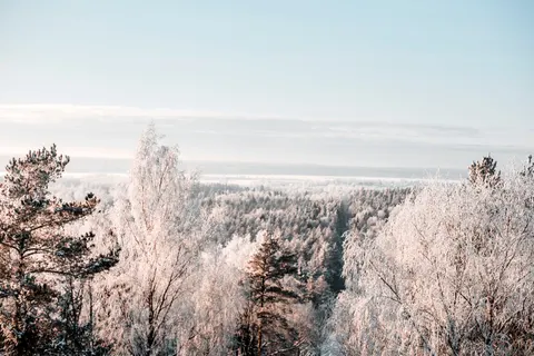 Snowy Forest 4K Wallpaper · winter · 3840×2560