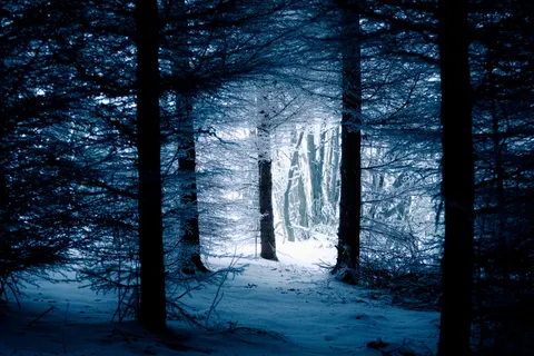 Snowy Forest 4K Wallpaper · winter · 3840×2560