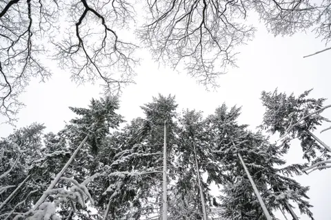 Snowy Forest 4K Wallpaper · winter · 3840×2563
