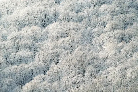 Snowy Forest 4K Wallpaper · winter · 3840×2553
