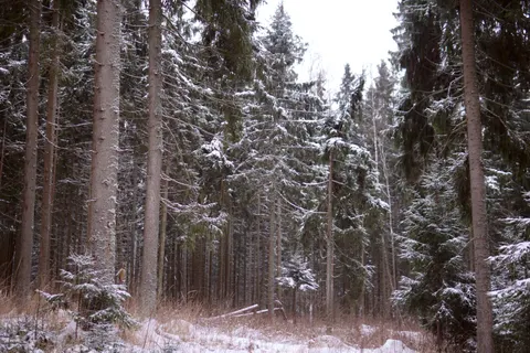 Snowy Forest 4K Wallpaper · winter · 3840×2560
