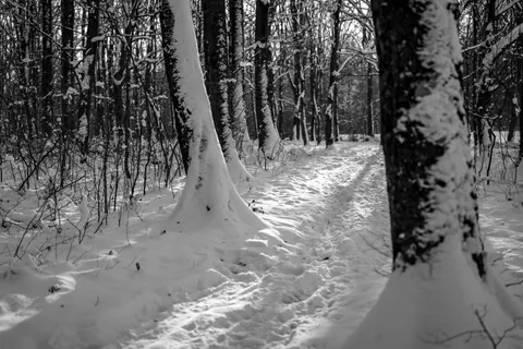 Snowy Forest 4K Wallpaper · winter · 3840×2560