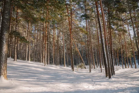 Snowy Forest 4K Wallpaper · winter · 3840×2560