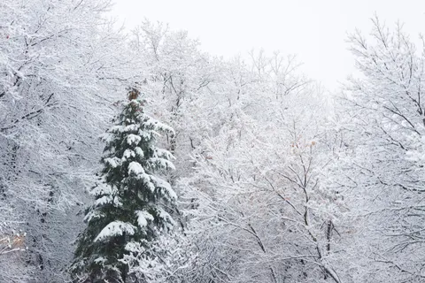 Snowy Forest 4K Wallpaper · winter · 3840×2560