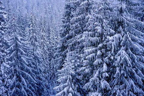 والپیپر جنگل برفی با کیفیت 4K · winter · 3840×2560