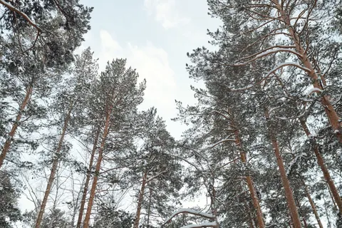 Snowy Forest 4K Wallpaper · winter · 3840×2560