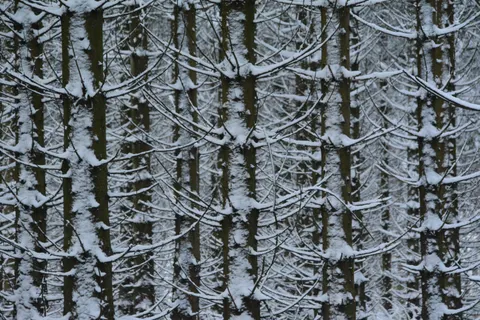 Snowy Forest 4K Wallpaper · winter · 3840×2560