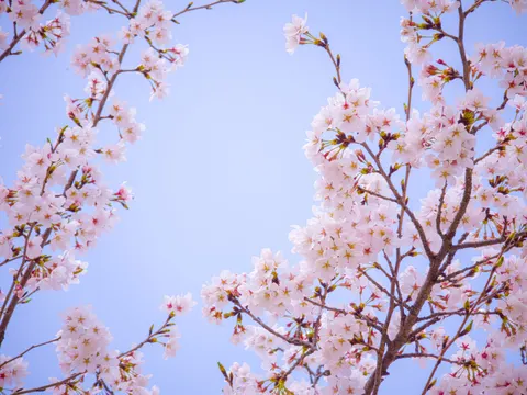 櫻花 4K桌布 · nature · 3840×2880