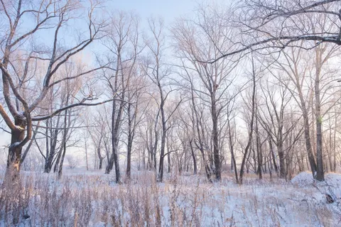 Snowy Forest 4K Wallpaper · winter · 3840×2560
