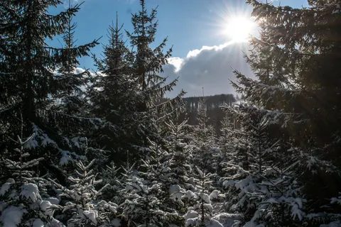 Snowy Forest 4K Wallpaper · winter · 3840×2560