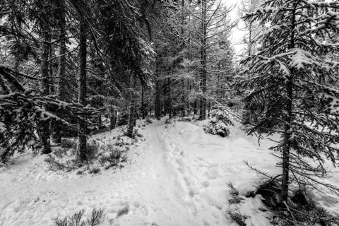 Snowy Forest 4K Wallpaper · winter · 3840×2558