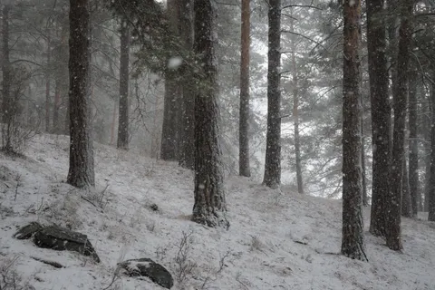 Snowy Forest 4K Wallpaper · winter · 3840×2560