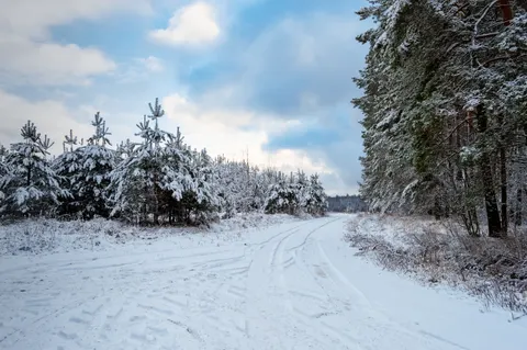 Snowy Forest 4K Wallpaper · winter · 3840×2553