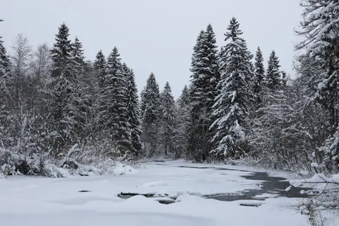 Snowy Forest 4K Wallpaper · winter · 3840×2560