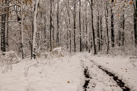 Snowy Forest 4K Wallpaper · winter · 3840×2560