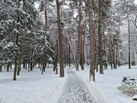 Snowy Forest 4K Wallpaper · winter · 3840×2880