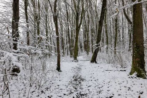 Snowy Forest 4K Wallpaper · winter · 3840×2562