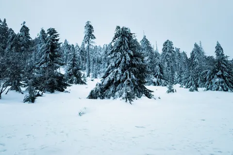 Snowy Forest 4K Wallpaper · winter · 3840×2560