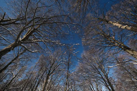 Snowy Forest 4K Wallpaper · winter · 3840×2560