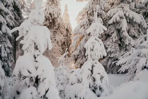 Snowy Forest 4K Wallpaper · winter · 3840×2560