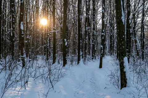 Snowy Forest 4K Wallpaper · winter · 3840×2560